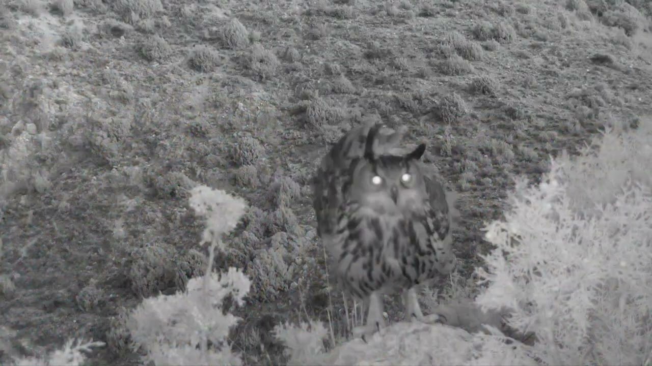 Hembra de b&uacute;ho real (Bubo b. hispanus) en celo llamando a su consorte.