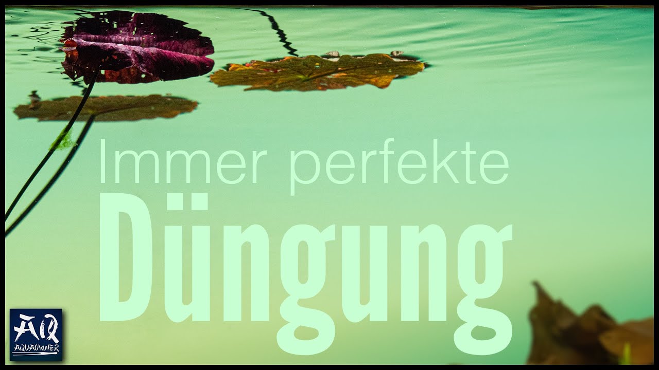 So viele Nährstoffe verbraucht ein Aquarium wirklich (Düngung einstellen) | AquaOwner