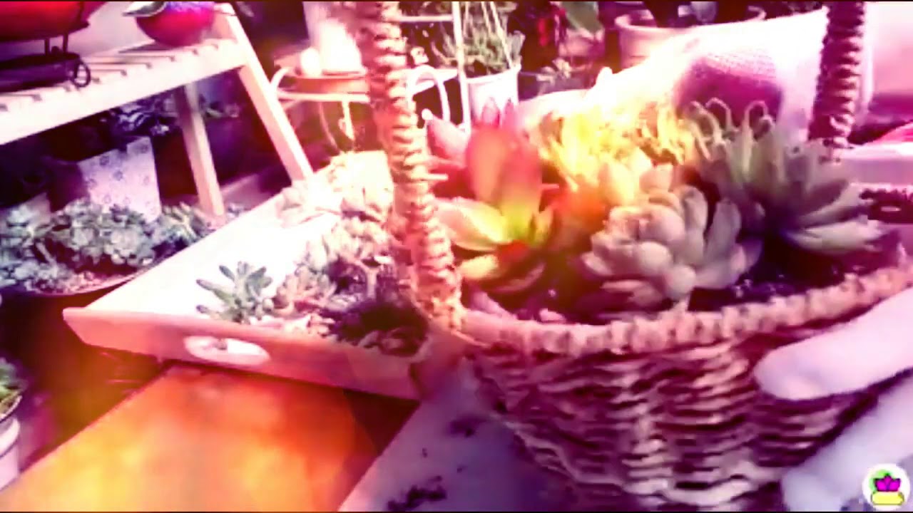 As Melhores dicas para cultivar CACTOS E SUCULENTAS