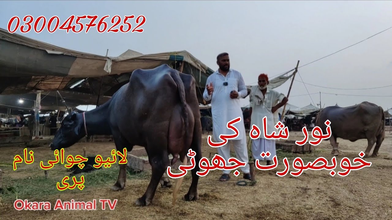Noor shah ki top buffalo for sale Okara Animal TV 03004576252 .17/9/2024 لوکیشن نور شاہ