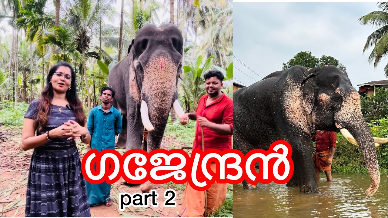 കൂടേ നടന്ന് ചട്ടം ആയ ഗജേന്ദ്രൻ.ആനകാരല്ലാതെ മറ്റാരും ഒന്നും പറയരുത് പണി കിട്ടും|Baluserigajendran|