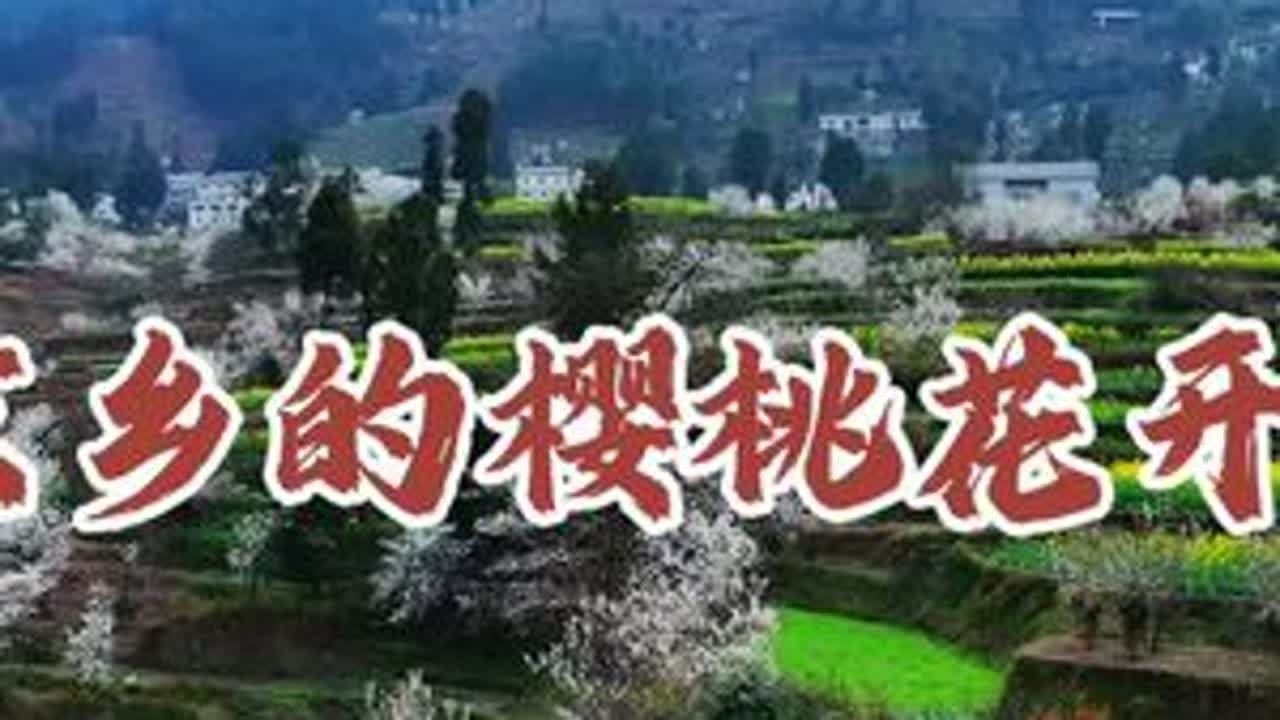 #航拍 家乡的樱桃花