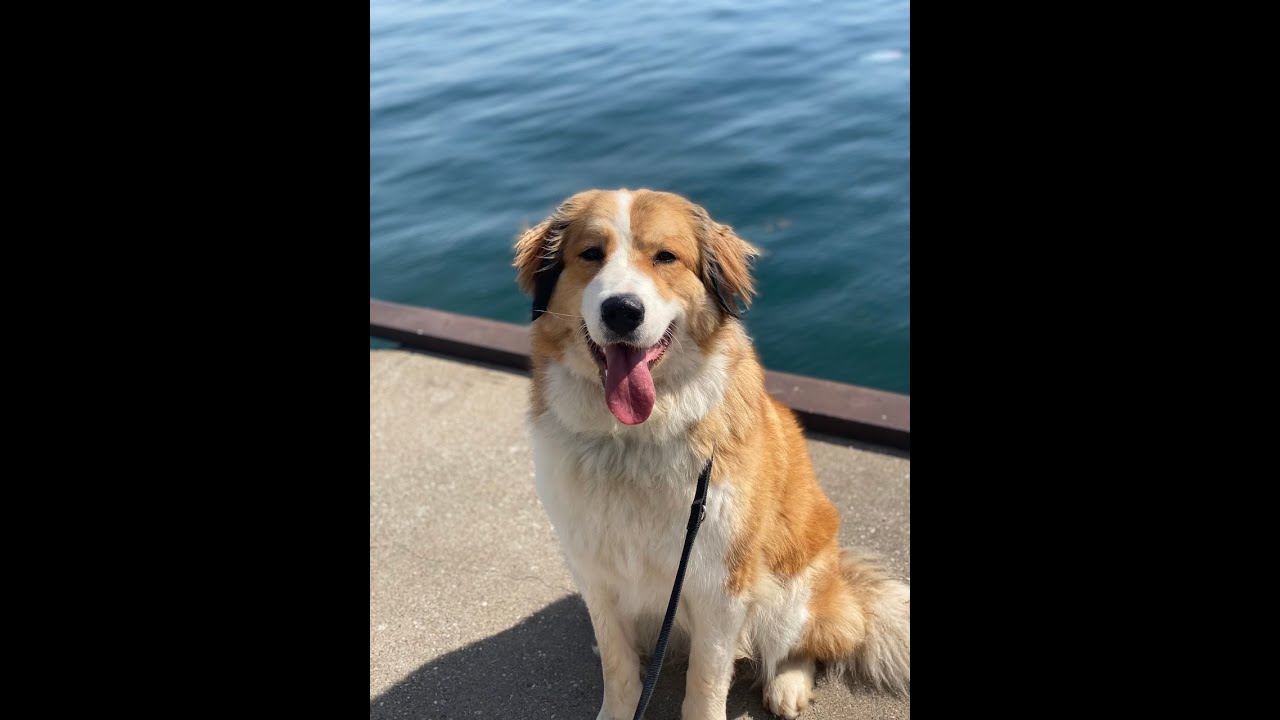 Shilo - 1 Yr Old - Great Bernese - Before/After Video