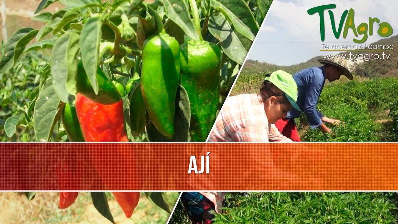 Beneficios de la Produccion de Aji - TvAgro por Juan Gonzalo Angel
