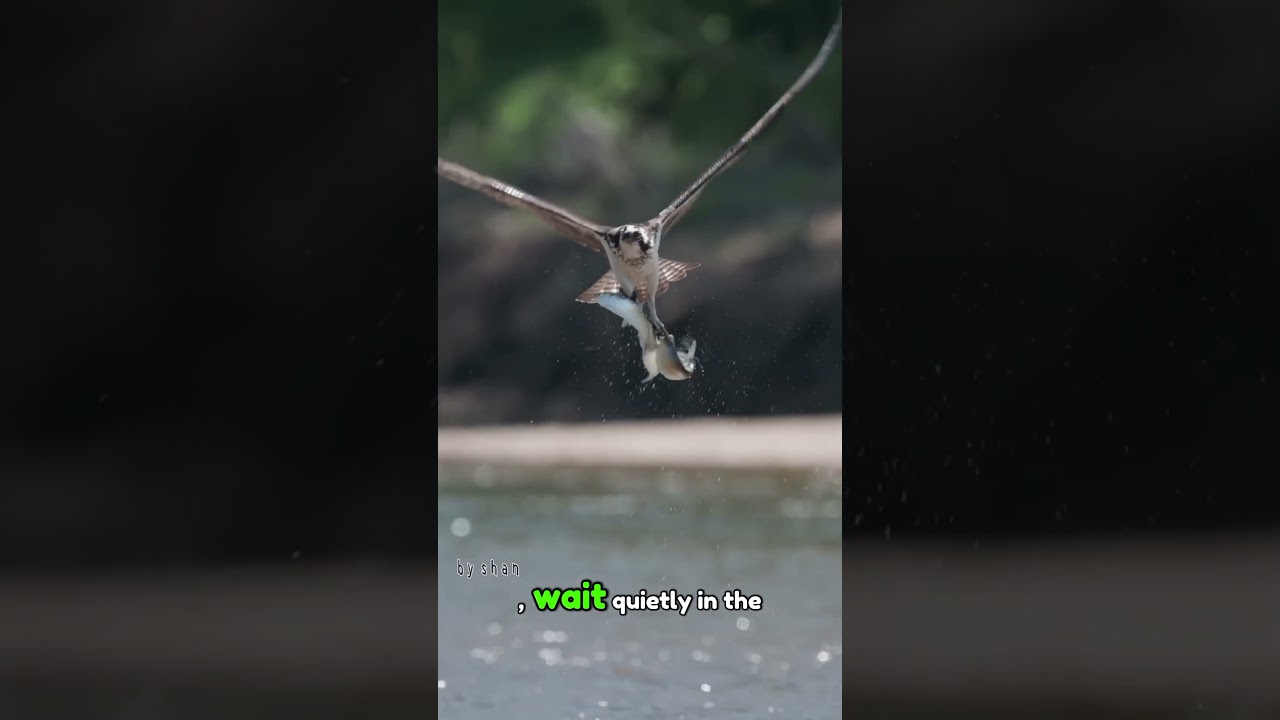 The bird does nothing but stake its life. #FishingBird #NatureAndLife #SurvivalInstinct #Fishing