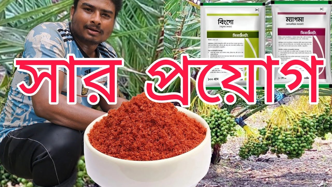 সৌদি খেজুর গাছের পরিচর্যা |সৌদি খেজুর গাছে সার প্রয়োগের  পদ্ধতি। রংপুর মিঠাপুকুরে সৌদি খেজুর চাষ।