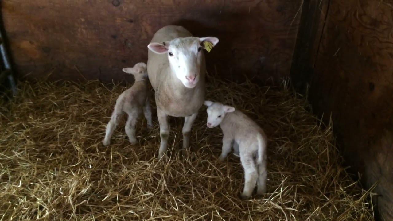 Cold weather lambing my Ile-De-France ewes.