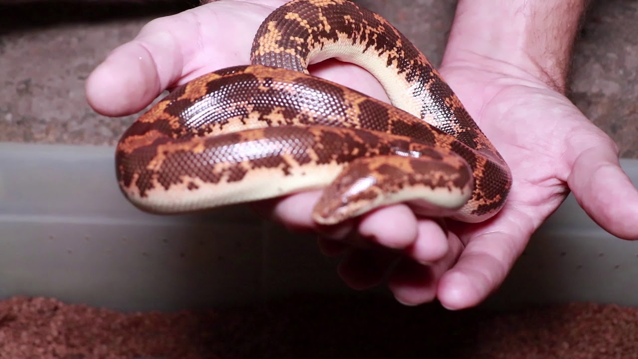 Kenyan Sand Boa with babies