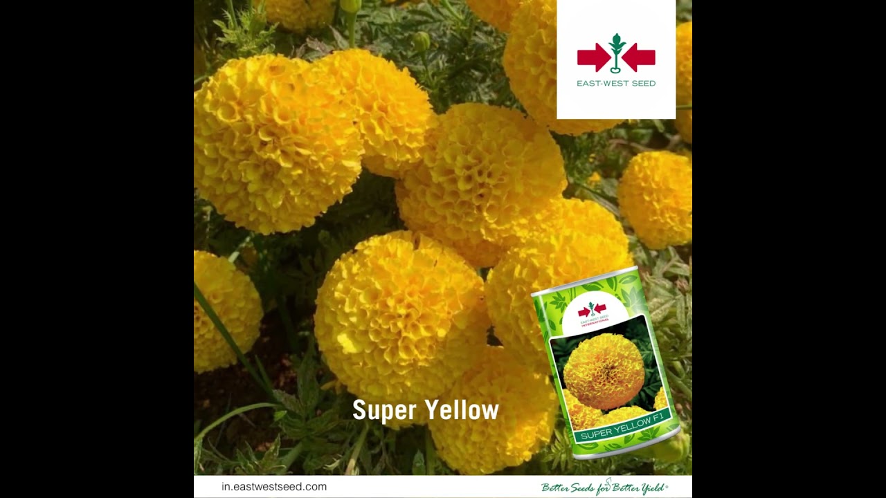 East-West Seed's Marigold | Super Orange | सुपर ऑरेंज | Super Yellow