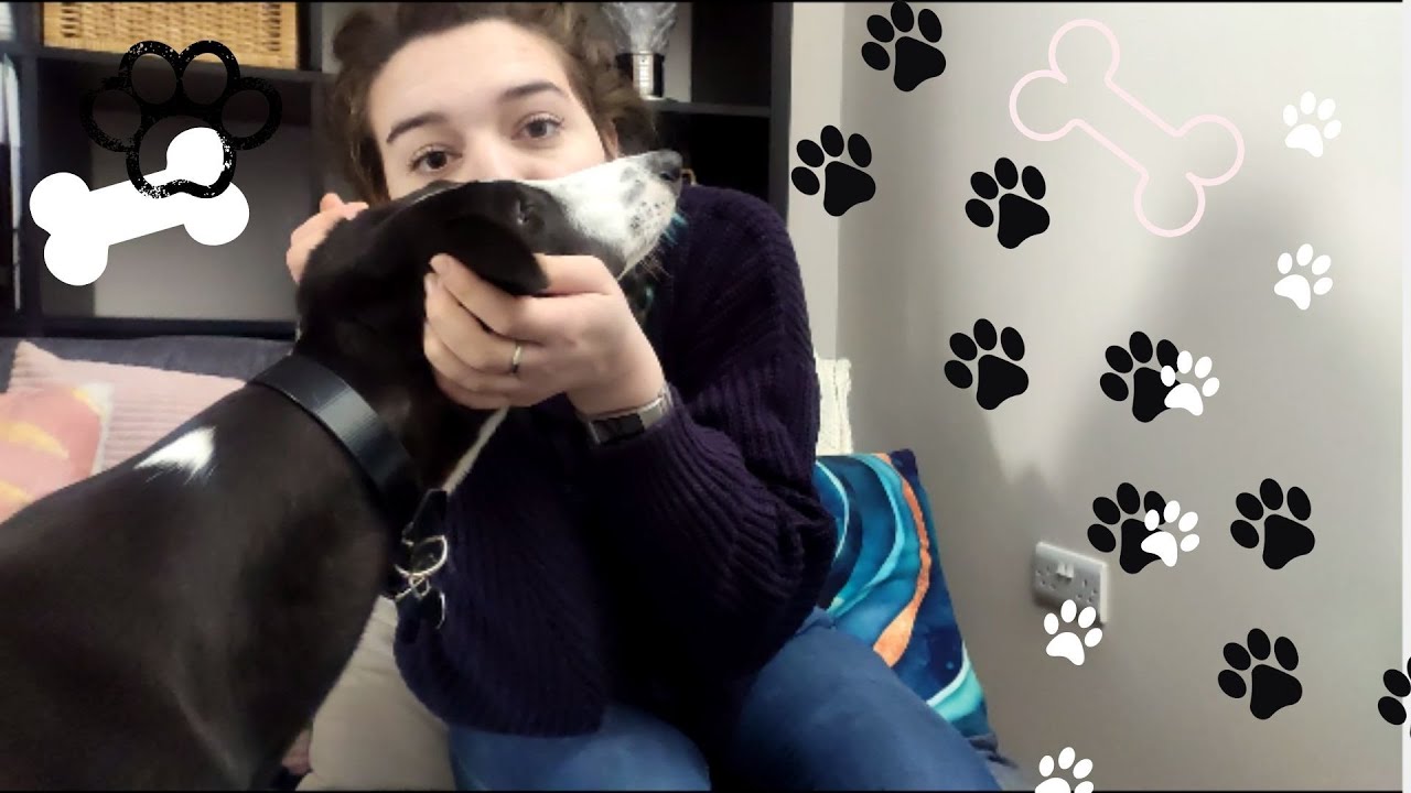 ADOPTER UN CHIEN (l&eacute;vrier greyhound)