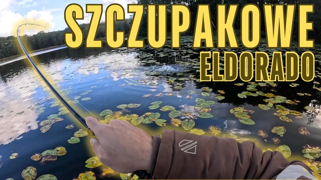 Szczupaki z wody PZW