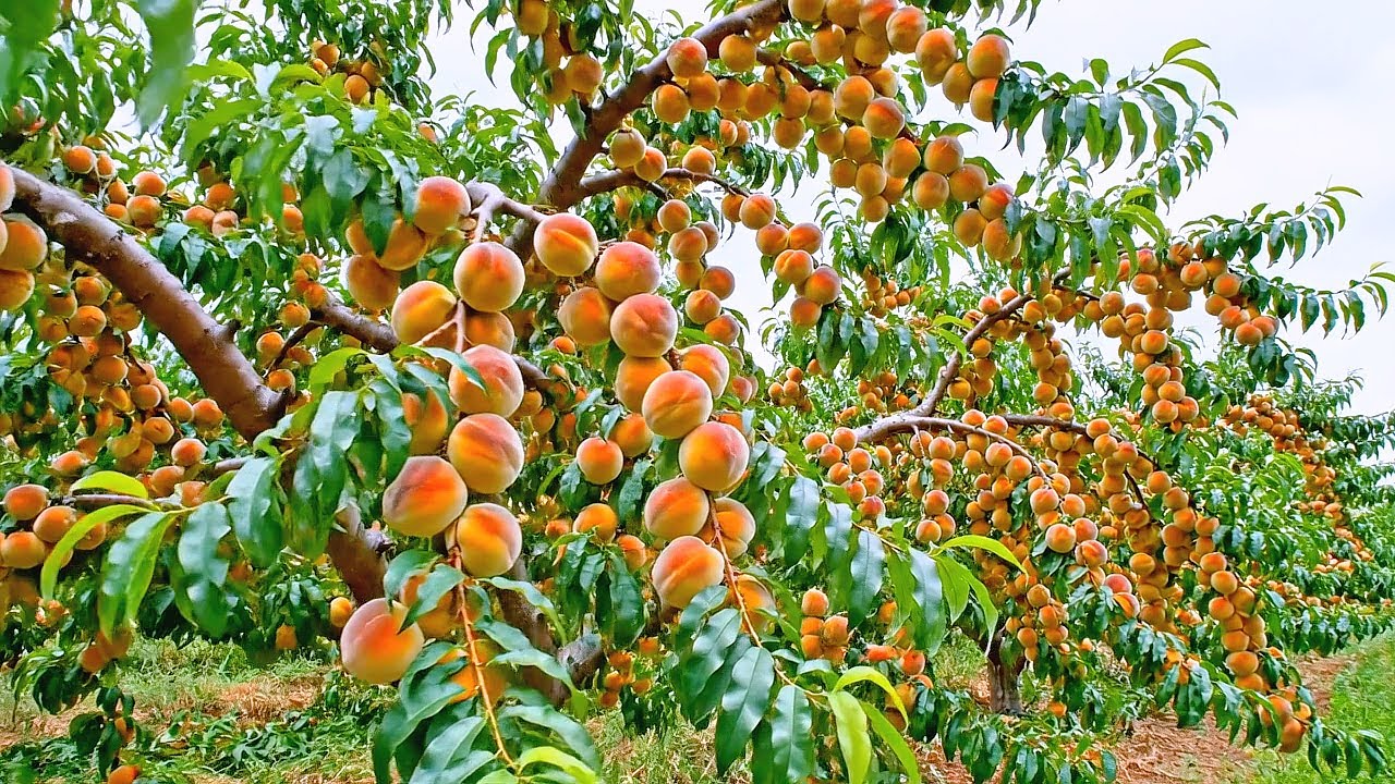 Accessing the World’s Largest Peach Orchard With a Scale of 30,000 Hectares in East Asia