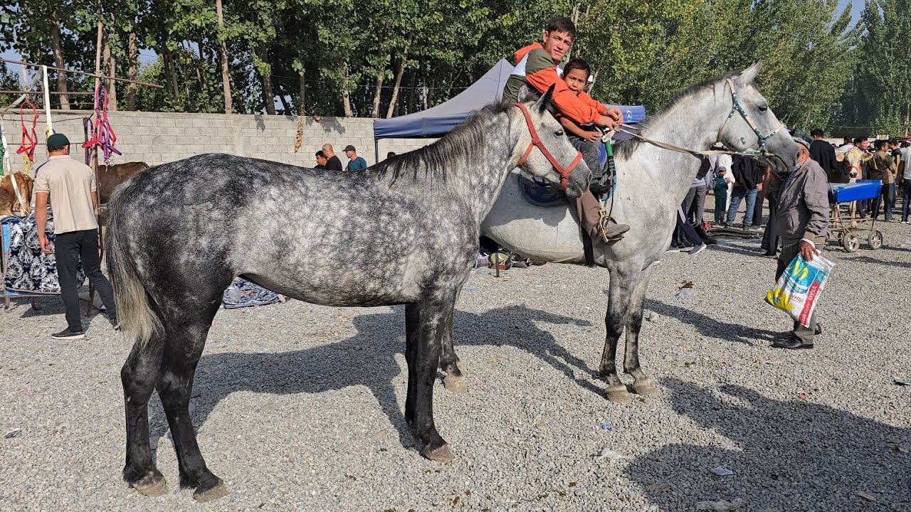 Andijon Shahrixon OT Bozori Zotdor DAXSHAT OTLAR CHIQI Ko'rib Mazza qiling 