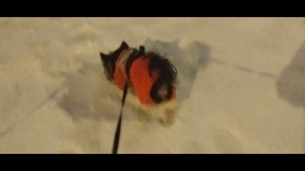 ОТБОЙ В ХАРЬКОВЕ... 18 февраля 2026 г. ЛЕДЯНОЙ ДОЖДЬ...☔❄️ ДОБРЫЙ ВЕЧЕР 🐕🙏🙏🙏