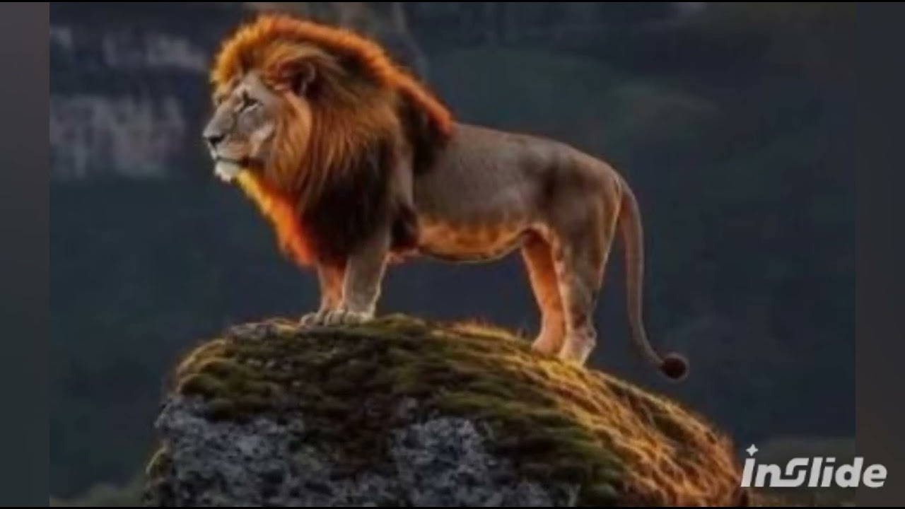 León de Juda 