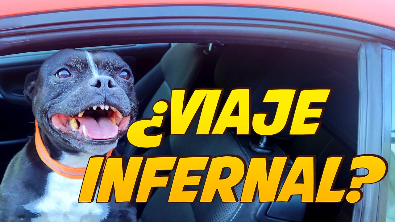 ¿Cómo habituar al perro a viajar en coche?  🚗🐶 | Educación Canina 📝