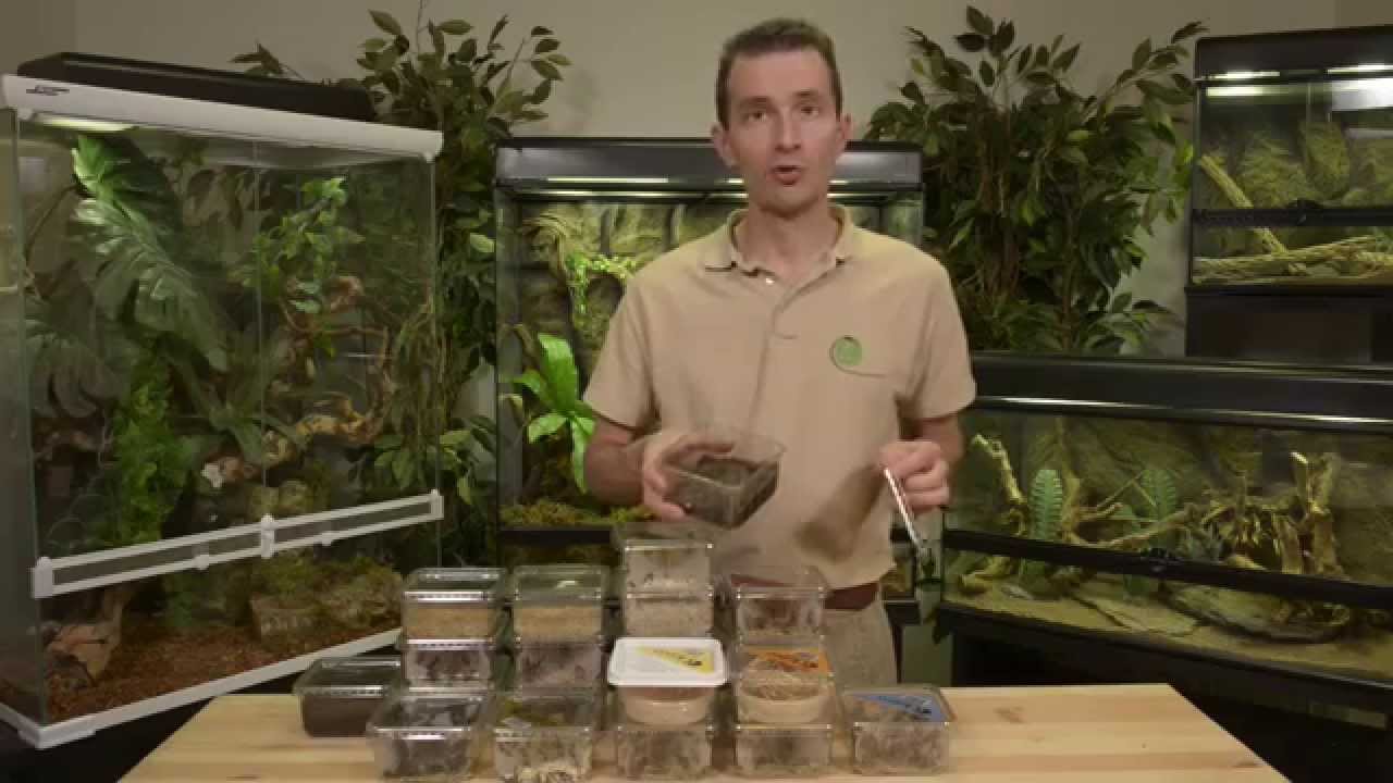 Les Conseils de La Ferme Tropicale n°2 : Les insectes