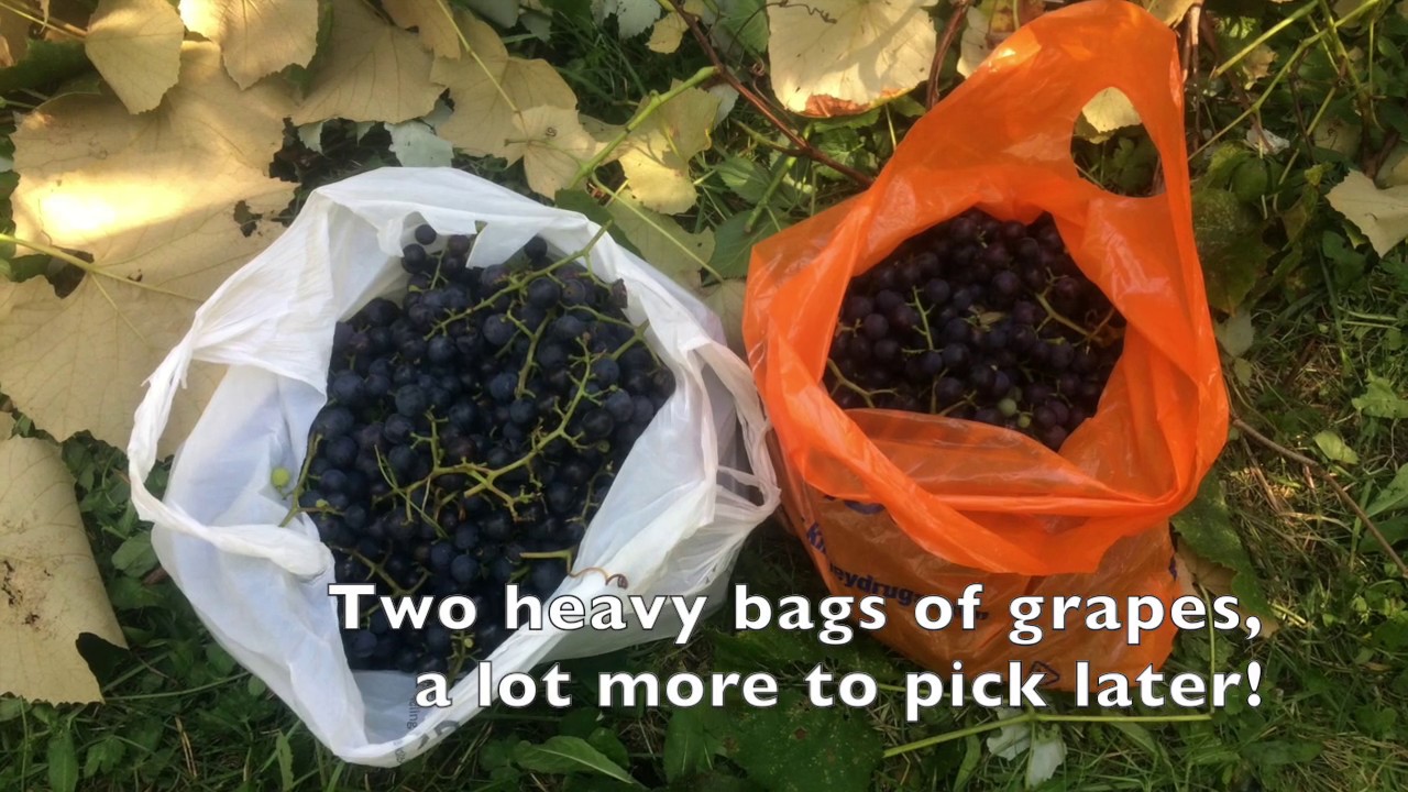 Growing Grapes on Trees