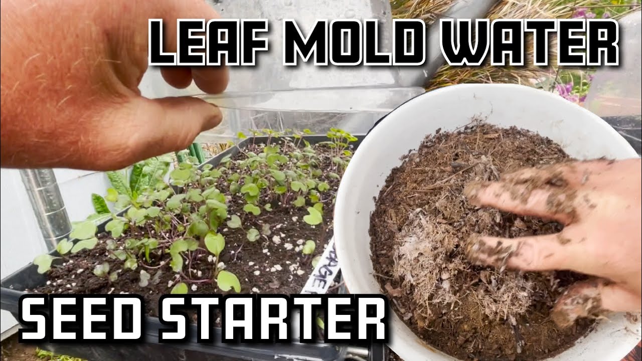 JADAM Leaf Mold Water. Seed starter & Inoculant.