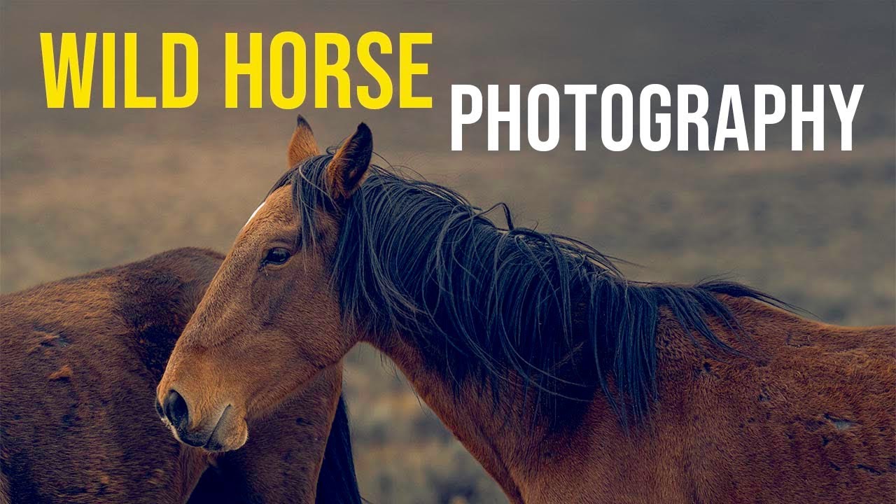 🐴 Photographing Wild Horses in Harsh Desert Light | 🏜️ Stallions of Sierras | with Kristi Johnson 👧