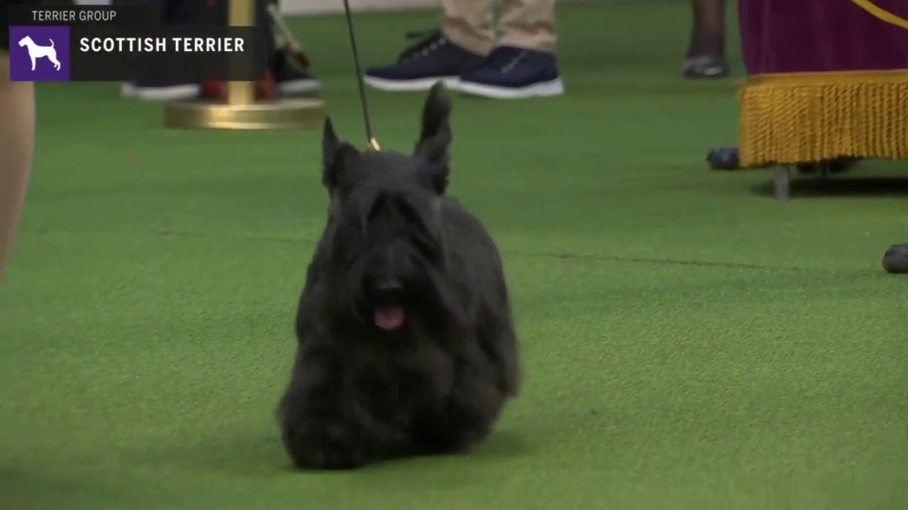 Scottish Terriers | Breed Judging 2020