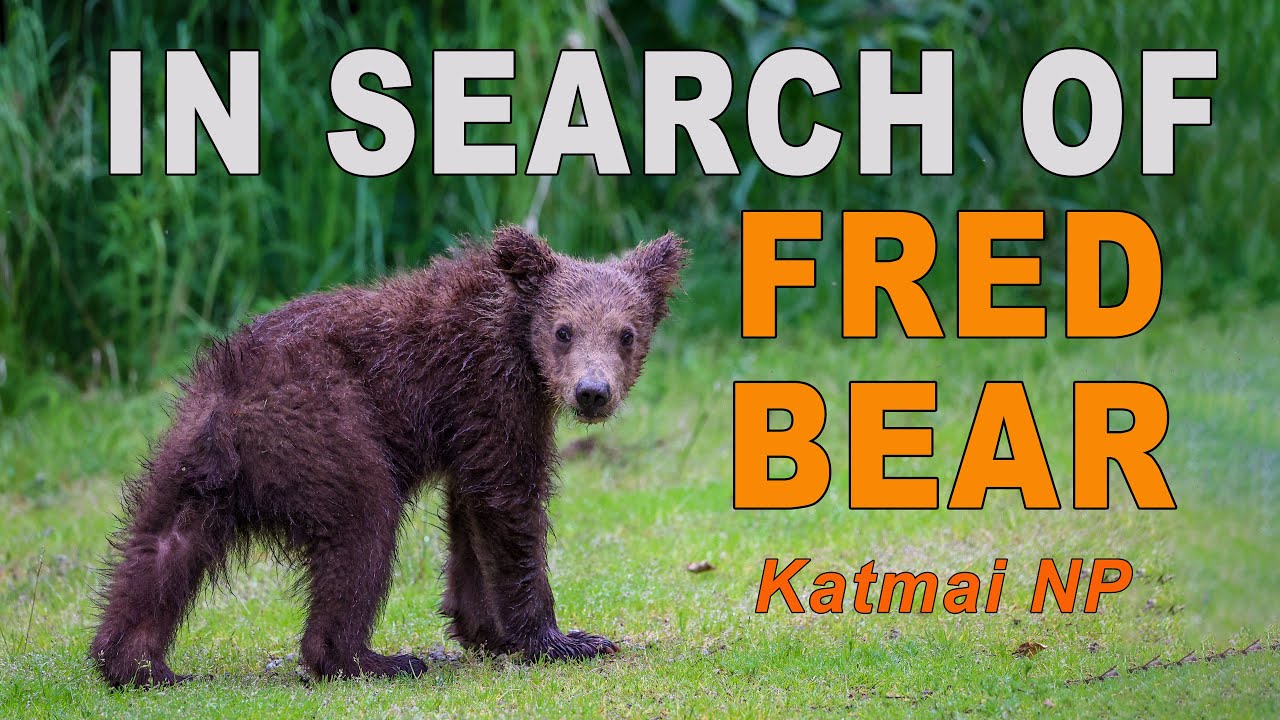 In Search of Fred Bear at Brooks Falls, Katmai National Park