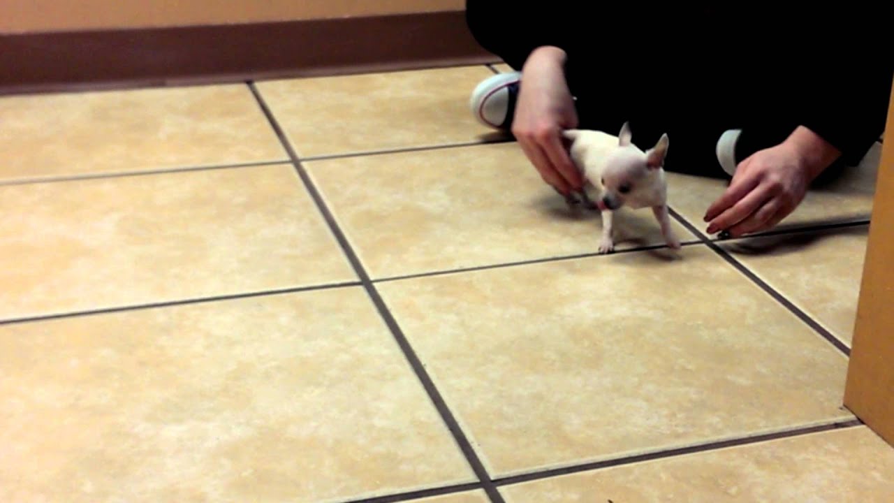 Tiny Chihuahua Going Insane in the Membrane!