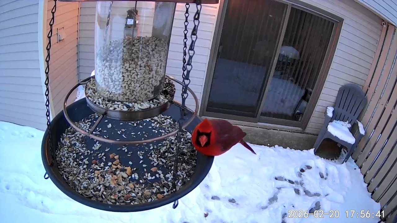 2026/02/20 - A good looking and very healthy Northern Cardinal closes down the feeder for the day