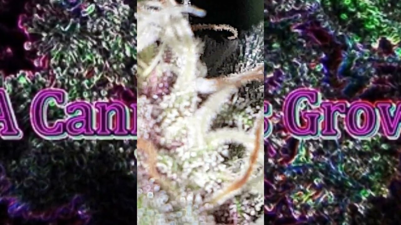 #MarsHydro #Ts1000 #Darkmatter has #purpletrichomes  and it's AMAZING  A #Cannabis #Grow story  CH 8