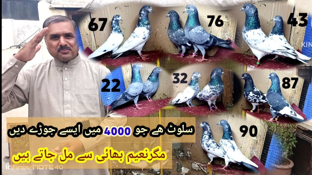 Pigeon pairs lajwab pairs