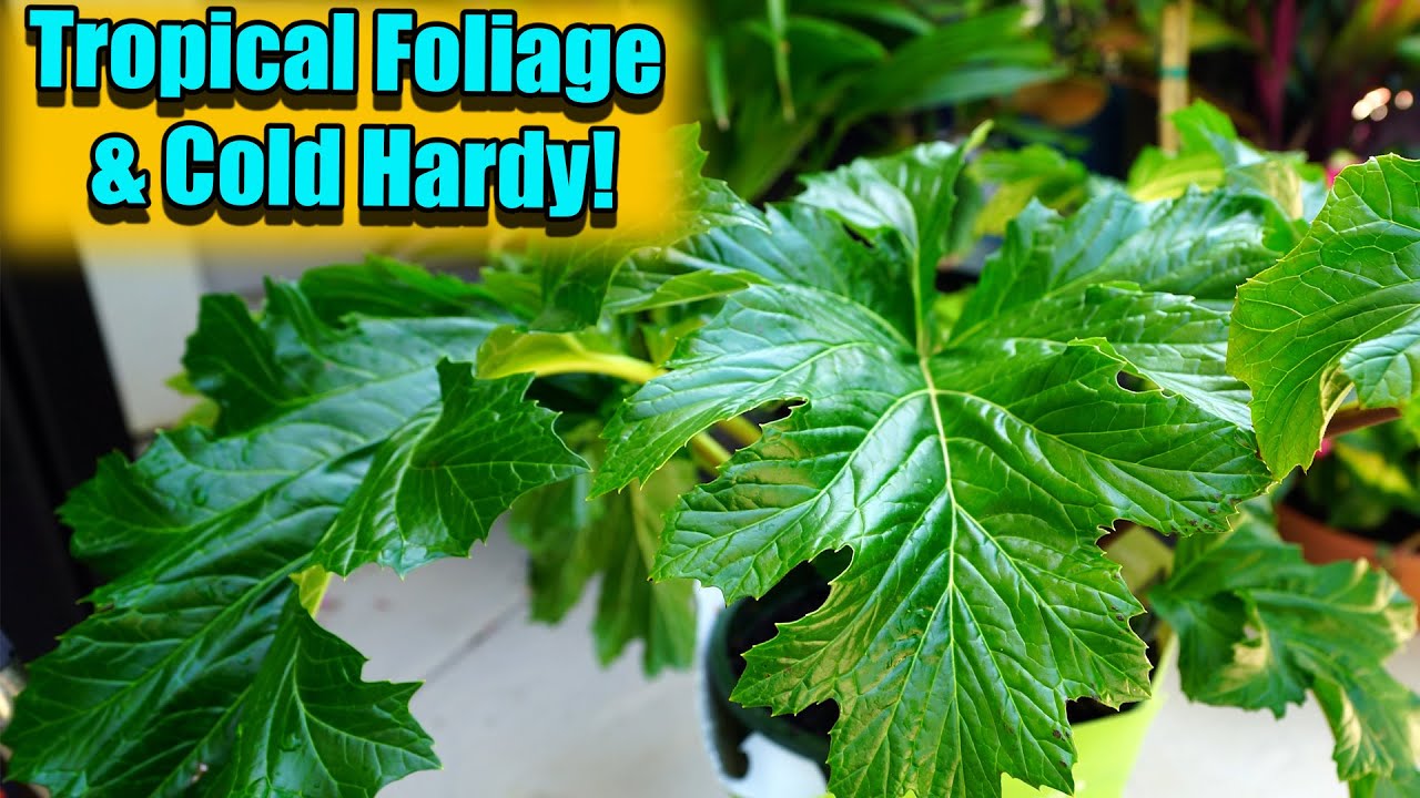 Tropical Plant Dupe Acanthus Mollis