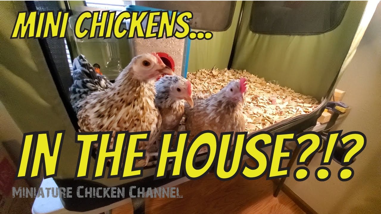 Serama chickens aka Miniature Chickens [Serama hens lay their first eggs]