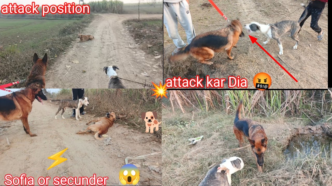 Sikandar or sofia khet per lekar Gaya aur khoob Masti karvai #ritikdogkennel #germanshepheard 