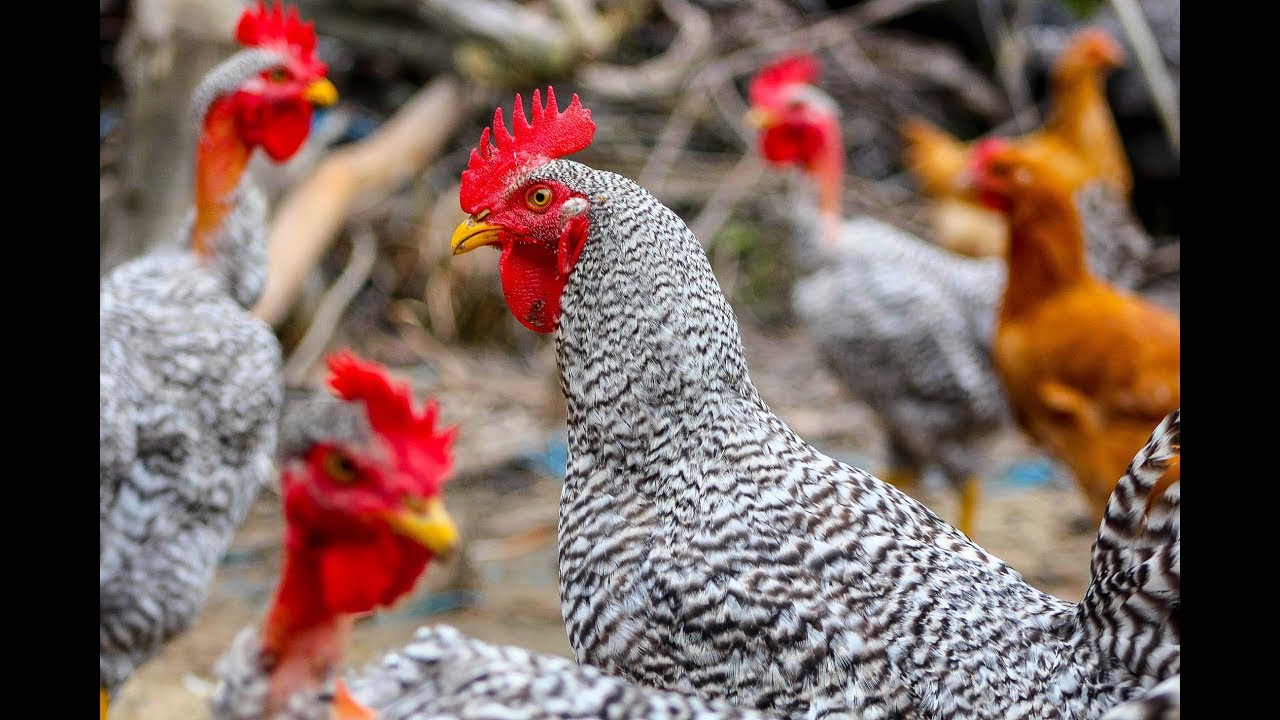 ECOCAMPO - Pollos camperos / Gallinas de Chacra / Pollos ecológicos
