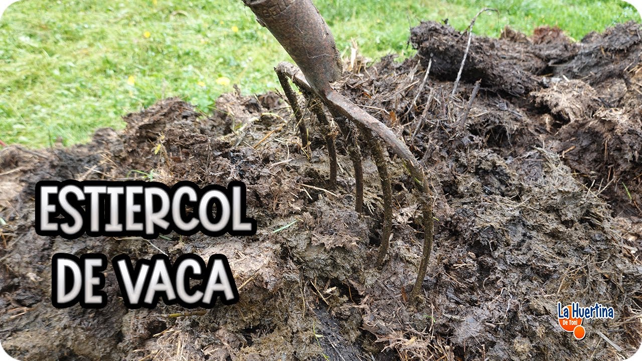 El sorprendente poder del ESTIÉRCOL DE VACA en tu huerta: TRUCOS y USOS que debes CONOCER