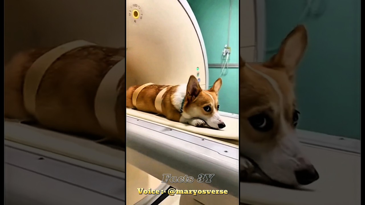 Hilarious CT Scan of animals