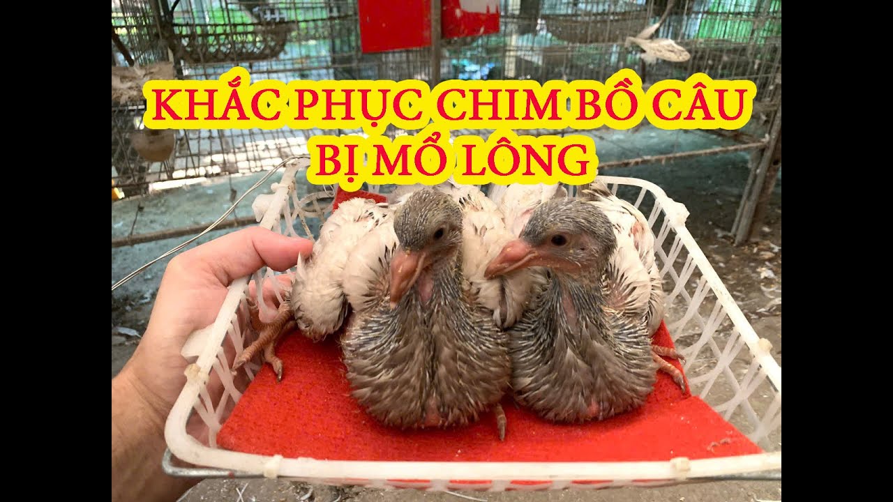 CHIM BỒ CÂU TITAN NON BỊ MỔ LÔNG - NGUYÊN NHÂN VÀ CÁCH KHẮC PHỤC