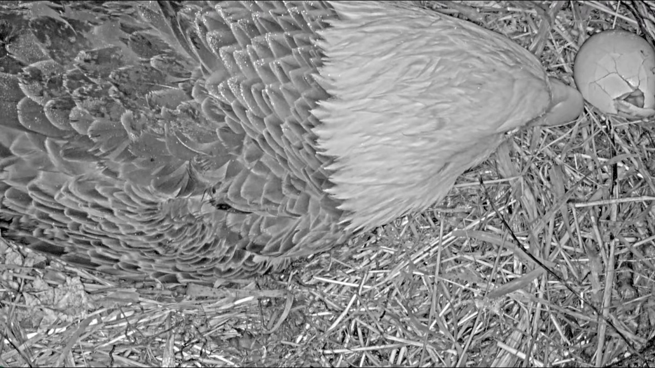 DF Eagle Cam - One of the eggs breaks and collapses 😢 2026-02-20