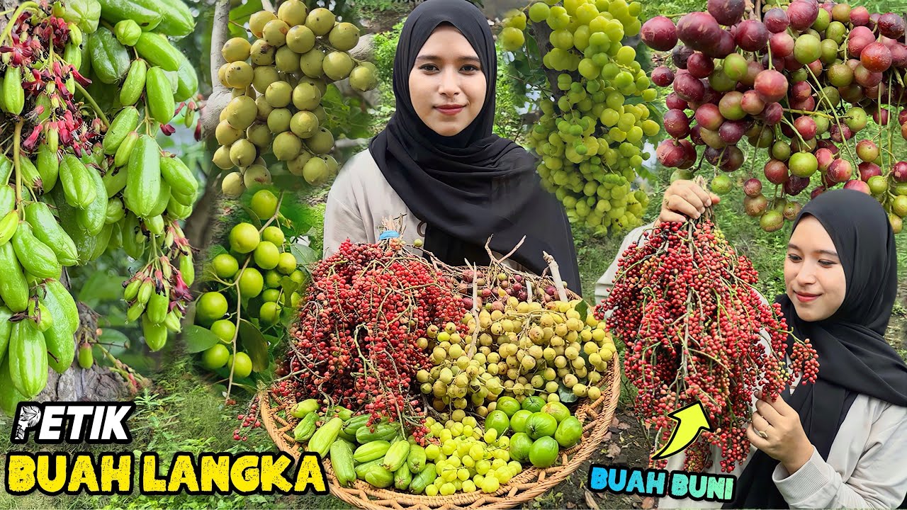 Petik buah langka | Panen buah serba kecut