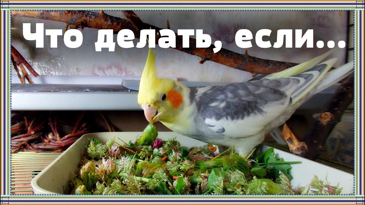 Влог | Если нет времени собирать зелень для попугая ежедневно.