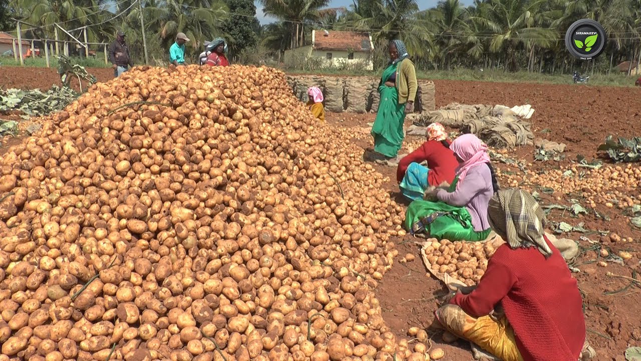 ವೈಜ್ಞಾನಿಕ ಪದ್ಧತಿಯಲ್ಲಿ ಆಲೂಗಡ್ಡೆ ಕೃಷಿ - ಶ್ರೀ ಯೋಗೇಶ | Scientific method of Potato Cultivation