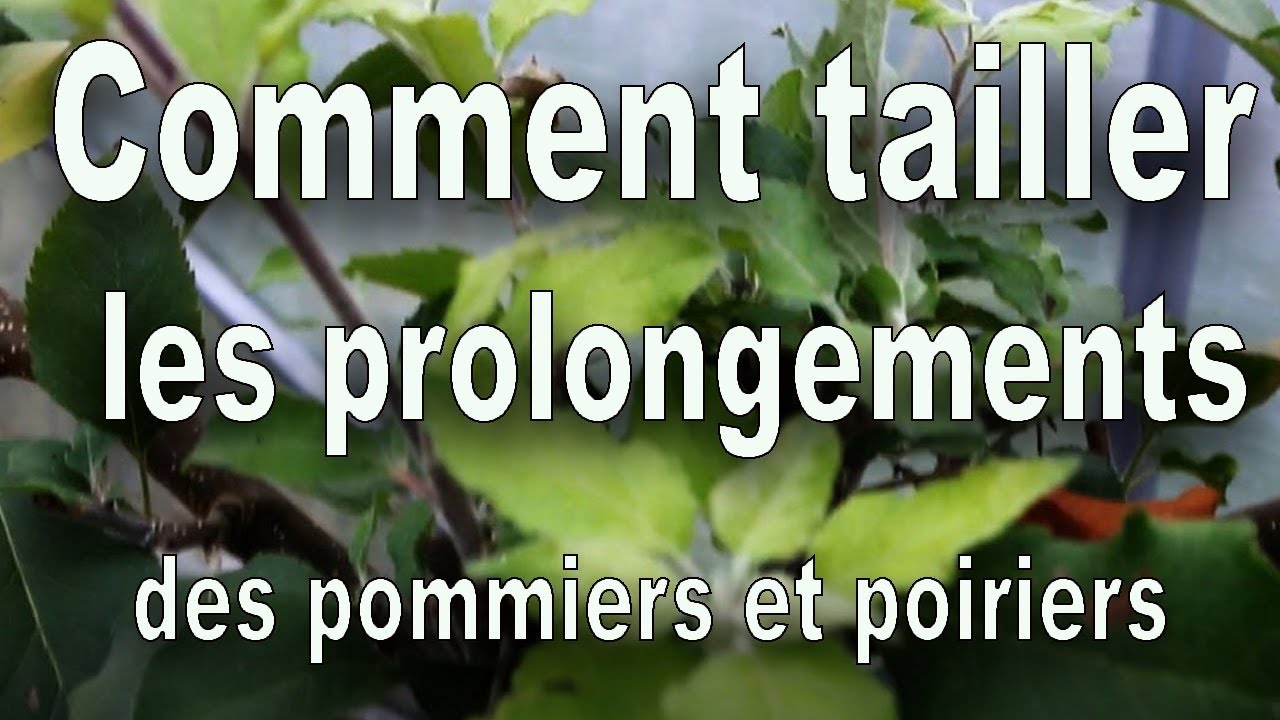 Verger, Comment tailler les prolongements des pommiers en espalier