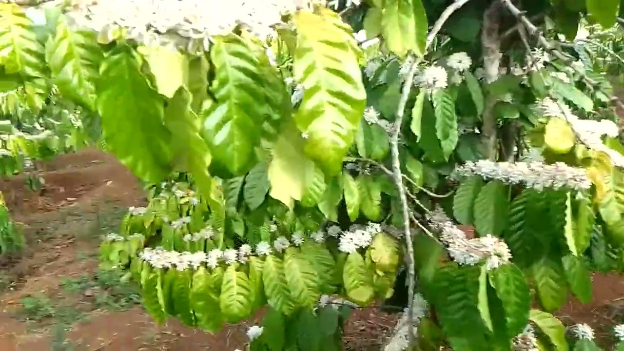 Quái ngui bonga ka phê giảm đơ lah
