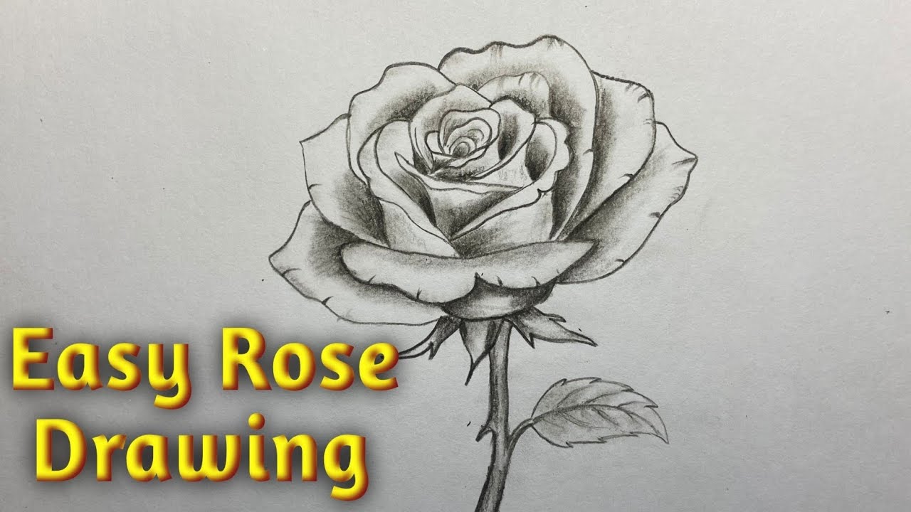 Beautiful Rose Drawing | Rose Drawing Easy | Easy Pencil Drawing | #rosedrawing 