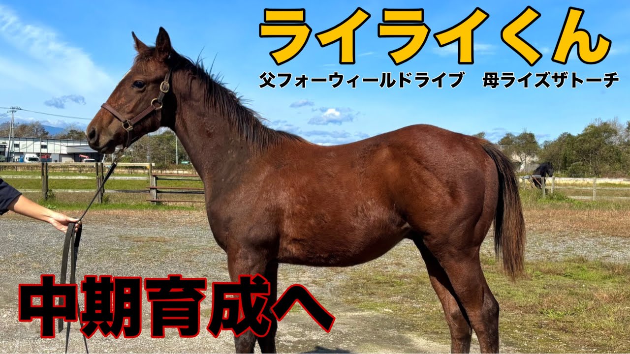 【ライズザトーチの初仔が移動しました】ライライくんが中期育成へ