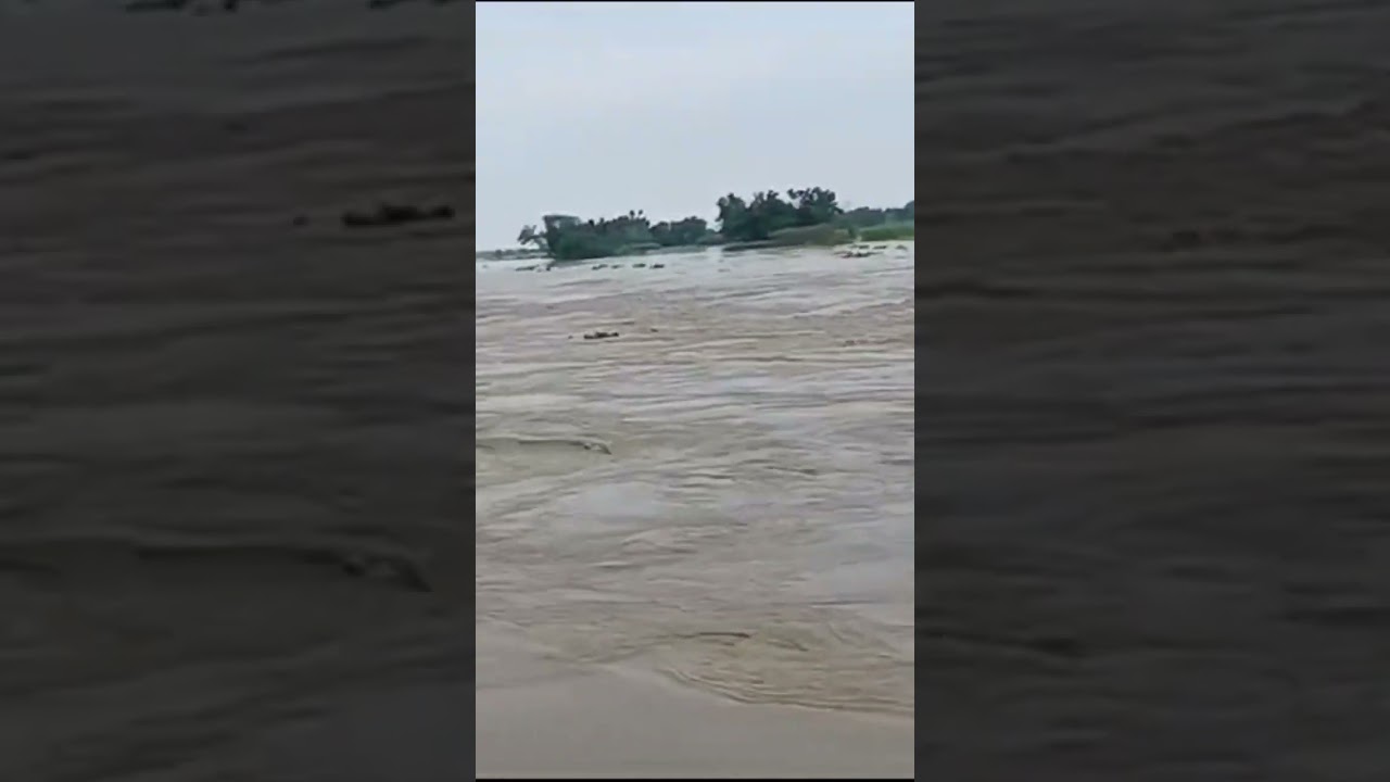 Koshi river bihar flood 😭😭😭 #river #nature #flood #2024 #koshinews #koshiriver #koshibihar #livenews