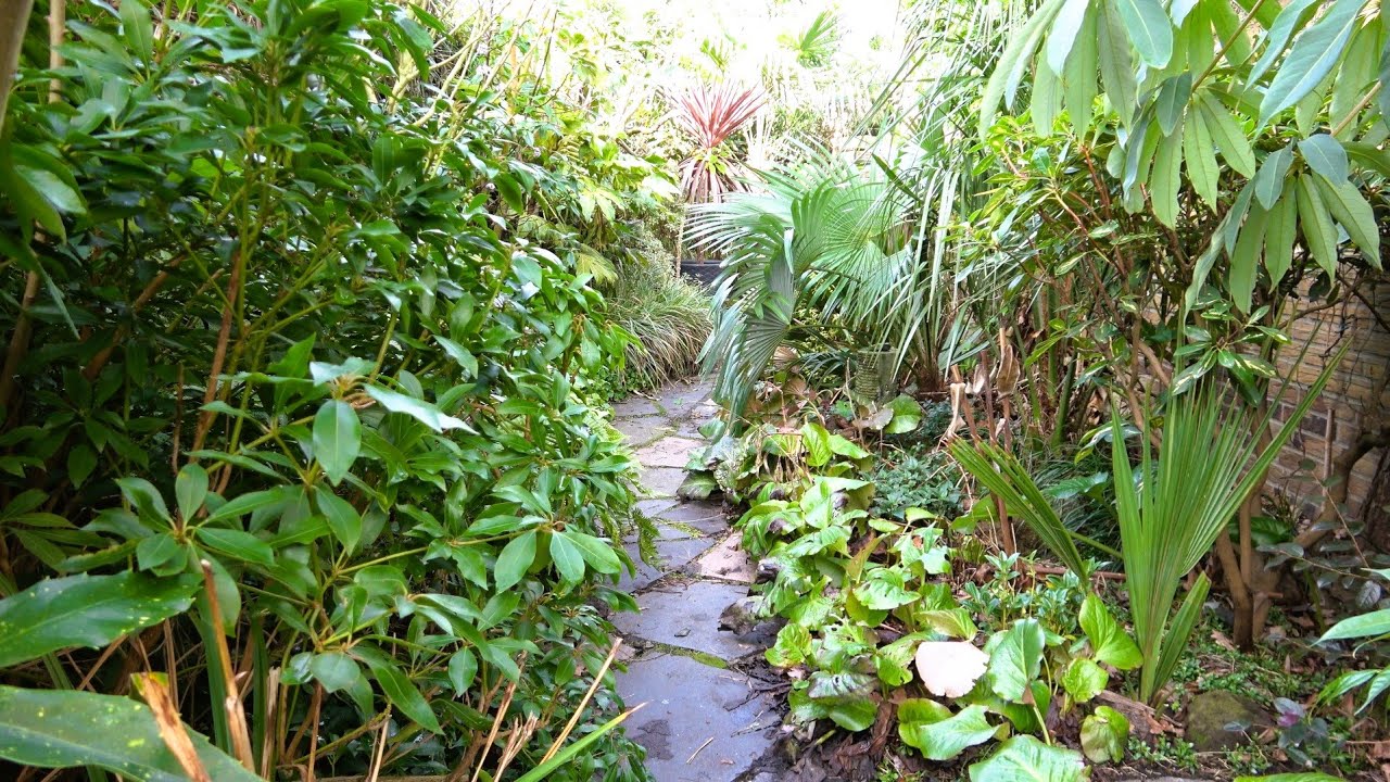Our Small Tropical Garden, Early Spring!!!