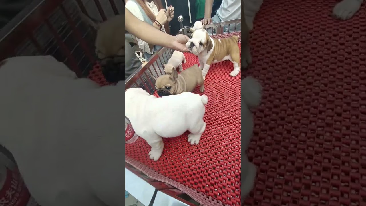 The Most Adorable Dogs 🐶🐕&zwj;🦺 BEST Videos #fyp #virel #dogpets #short #shortsfeed #puppylover #bulking