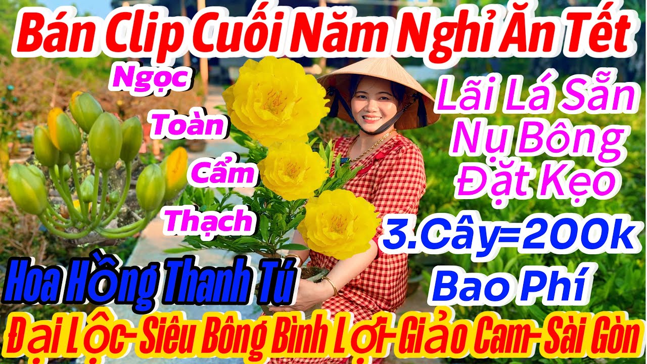 31/01☎️ 0326119500 ☎️🌴mai vàng chơi Tết 70k🌴giao lưu mã số-cúc thọ hương-siêu Bông Bình lợi-đại Lộc