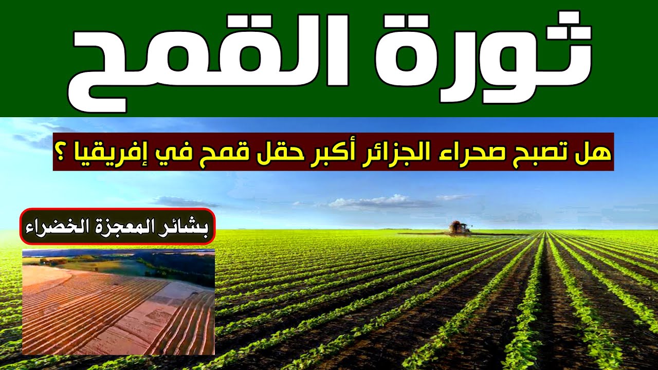 بشائر ثورة القمح في الجزائر.. التريتيكال يصنع المعجزة الخضراء في صحراء الجزائر